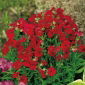 Nemesia Spicy Real Red seeds – Nemesia strumosa - 1000 seeds