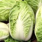 Benih Kubis Cina Bristol - Brassica pekinensis - 430 biji - Brassica pekinensis Rupr.