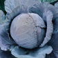 Rodekool - Rufus - 540 zaden - Brassica oleracea,convar. capitata,var. rubra.