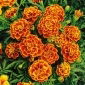 Tagetes patula - Queen Sophia - 360 semi - Tagetes patula L.