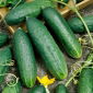Uhorka "Delicius" - lahodný šalát, poľná odroda - 200 semien - Cucumis sativus - semená