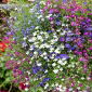 Lobelia Cascade Series zaden - Lobelia erinus var.pendula - 3200 zaden - Lobelia erinus var. Pendula