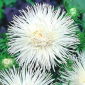 Asters Chinensis - Angora - hvid - 225 frø - Callistephus chinensis