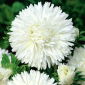 Callistephus chinensis - 450 zaden – Pearl