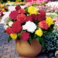 Begonia Fimbriata, Gefranste Begonie - Mischung - 2 Zwiebeln