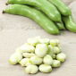 Lóbab - Bonzo - Vicia faba L. - magok