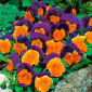 Viola wittrockiana - Orange Violet - arancio - viola - 240 semi - Viola x wittrockiana
