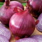 Cipolla - Red Baron - 450 semi - Allium cepa L.