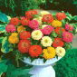 Home Garden - Zinnia nana, "Pepito" per la gioventù - per coltivazione indoor e balcone - 60 semi - Zinnia elegans