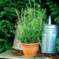 Dragoncello - Artemisia dracunculus - Perfetto fresco o secco, per salse e carni - Semi Freschi