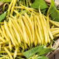Böna - Gold Pantera - Phaseolus vulgaris L. - frön