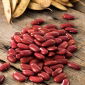 Dwarf Kidney Bean seeds - Phaseolus vulgaris