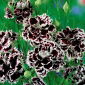 Fainbow pink "Chianti"; China pink - 110 seeds