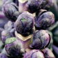 Brysselkål - Red - 96 frön - Brassica oleracea var. gemmifera