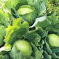 Cavolo cappuccio - Amager kurzstrunkig - bianco - 480 semi - Brassica oleracea convar. capitata var. alba
