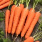 Morcov "Kinga" - varietate timpurie - 5100 de semințe - Daucus carota ssp. sativus 
