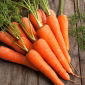 Morcov "Rumba" - varietate medie timpurie, dulce, viu portocalie - 2550 de semințe - Daucus carota ssp. sativus 