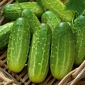 Uhorka Polan F1 F1 semená - Cucumis sativus - 200 semien
