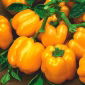 Pepper "Telimena" - dark yelloww fruit with thick walls, for tunnel cultivation - 85 seeds