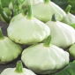 帕蒂潘西葫芦马球种子 - 西葫芦 -  24粒种子 - Cucurbita pepo var. Patisoniana - 種子