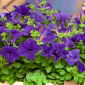 Großblütige Petunie Blau Samen - Petunia x hybrida grandiflora - 80 Samen