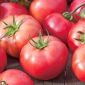 Pomodoro - Berner Rose - Lycopersicon esculentum Mill  - semi
