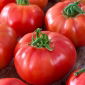 Pomodoro - Big League - 15 semi - Lycopersicon esculentum Mill