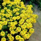 Semillas Mountain Gold - Alyssum montanum - 500 semillas