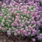 Lily-violeta dulce alyssum, Sweet alison - 1750 semillas - Lobularia maritima.