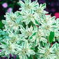 Snijeg na sjemenu planine - Euphorbia marginata - 15 sjemenki - sjemenke