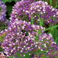 Strandflieder – Limonium perezii