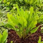 Ängssyra - Belwilski - Tidig skörd, perenn med näringsrika blad - Färska frön