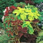 Cóleo - Blumei - variada - Coleus blumei - Follaje deslumbrante para exhibiciones impresionantes - Semillas frescas