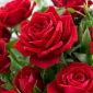 Large-flowered rose - red - potted seedling