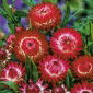 Evighedsblomst - rød - Helichrysum bracteatum - Livlig skønhed, sommerlang elegance - Friske frø