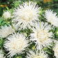 Reina Margarita - Pluma - blanco - Callistephus chinensis - Fácil de cultivar, perfecta para ramos - Semillas frescas