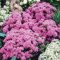 Agerato - Rosa - Ageratum houstonianum - Pompon luminosi e soffici, lunga fioritura per vasi - Semi Freschi