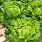 Hovedsalat - Michalina - Møre, store hoveder, alsidig i køkkenet - Friske frø