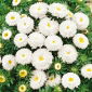 Reina Margarita - Pompon - blanco - Callistephus chinensis - Perfecto para ramos frescos y duraderos - Semillas frescas