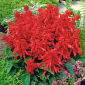 Salvia escarlata - rojo - 140 semillas - Salvia splendens