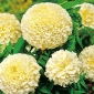 Měsíček francouzský Vanilla semena - Tagetes erecta nana fl. Pl - 0,2 gsemen - Tagetes erecta nana fl. pl. 