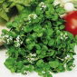 Brunnenkresse - Nasturtium officinale - Nährstoffreich, würzig-pikanter Genuss - Samen