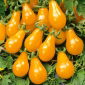 Tomate - Perun - Fruits en forme de poire, sucrés et juteux - Graines fraîches