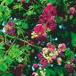 Hạt Akebia ba lá - Akebia trifoliata