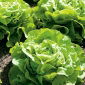 Fejessaláta - Anielka - 140 magok - Lactuca sativa L. var. Capitata
