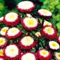 Callistephus chinensis - 500 semillas - Gusford Supreme