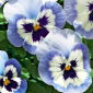 Large-flowered garden pansy - blue with white-and-navy spot "Adonis" - 320 seeds