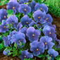 Darželinė našlaitė - Celestial Blue - mėlynas - 400 sėklos - Viola x wittrockiana