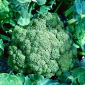 Brokkoli - Sebastian - 300 magok - Brassica oleracea L. var. italica Plenck