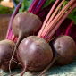 Rödbeta - Nochowski - 500 frön - Beta vulgaris